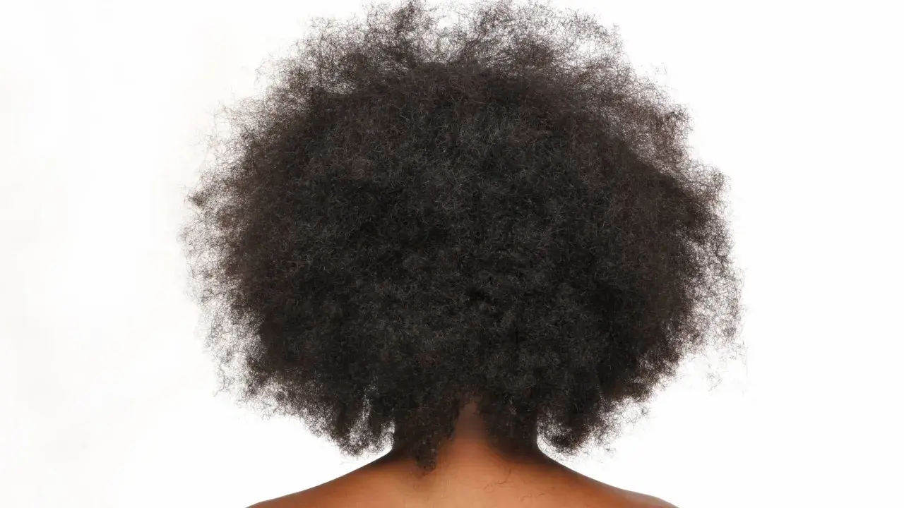 Vue arrière d'une chevelure afro volumineuse et naturelle, des cheveux crépus magnifiques sur fond blanc.