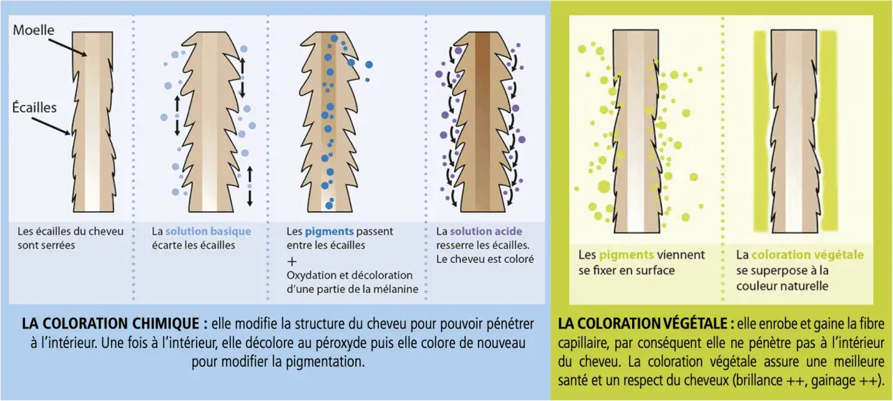 Illustration comparant coloration chimique et végétale. La chimique modifie la structure du cheveu pour pénétrer. La végétale enrobe la fibre. Que faire si la coloration végétale ratée ?