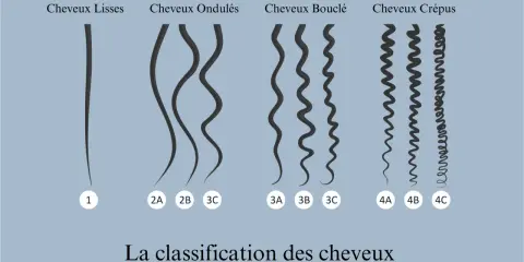 Classification des cheveux : lisses (1), ondulés (2A, 2B, 3C), bouclés (3A, 3B, 3C) et crépus (4A, 4B, 4C).