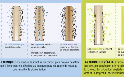 Illustration comparant coloration chimique et végétale. La chimique modifie la structure du cheveu pour pénétrer. La végétale enrobe la fibre. Que faire si la coloration végétale ratée ?