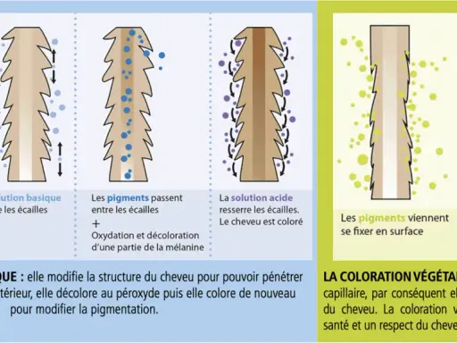 Illustration comparant coloration chimique et végétale. La chimique modifie la structure du cheveu pour pénétrer. La végétale enrobe la fibre. Que faire si la coloration végétale ratée ?