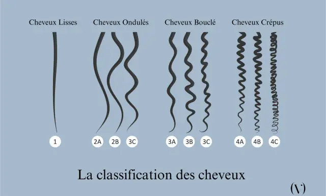 Classification des cheveux : lisses (1), ondulés (2A, 2B, 3C), bouclés (3A, 3B, 3C) et crépus (4A, 4B, 4C).