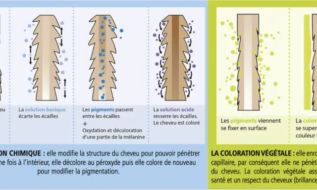 Illustration comparant coloration chimique et végétale. La chimique modifie la structure du cheveu pour pénétrer. La végétale enrobe la fibre. Que faire si la coloration végétale ratée ?