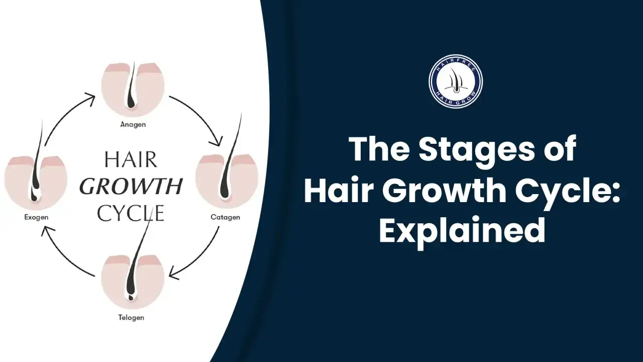 Sch&eacute;ma du cycle de croissance des cheveux : anag&egrave;ne, catag&egrave;ne, t&eacute;log&egrave;ne, exog&egrave;ne. Comprendre la vitesse pousse cheveux.